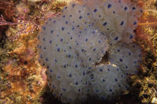 Image of Double blue tunicates