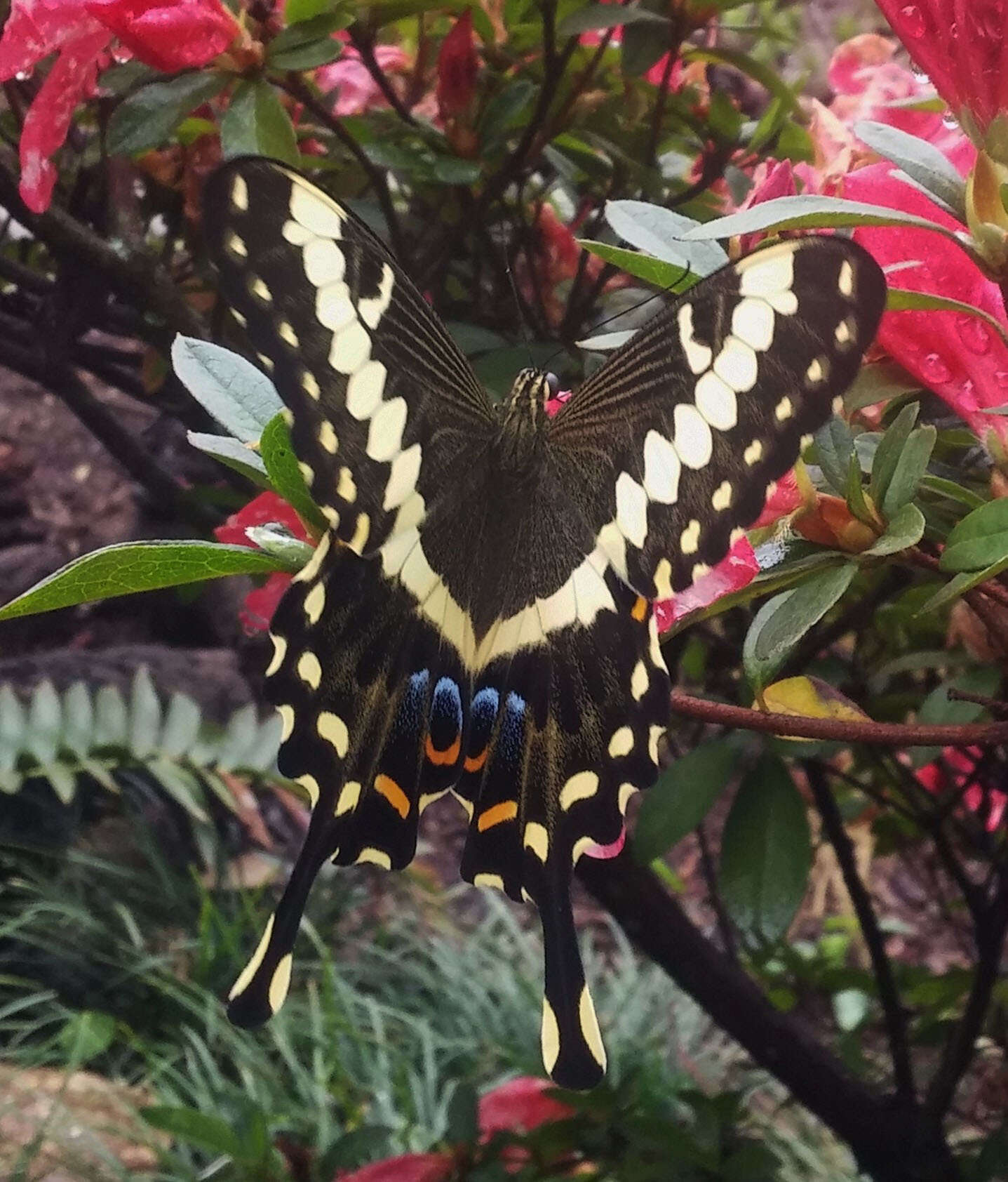Image of Emperor Swallowtail