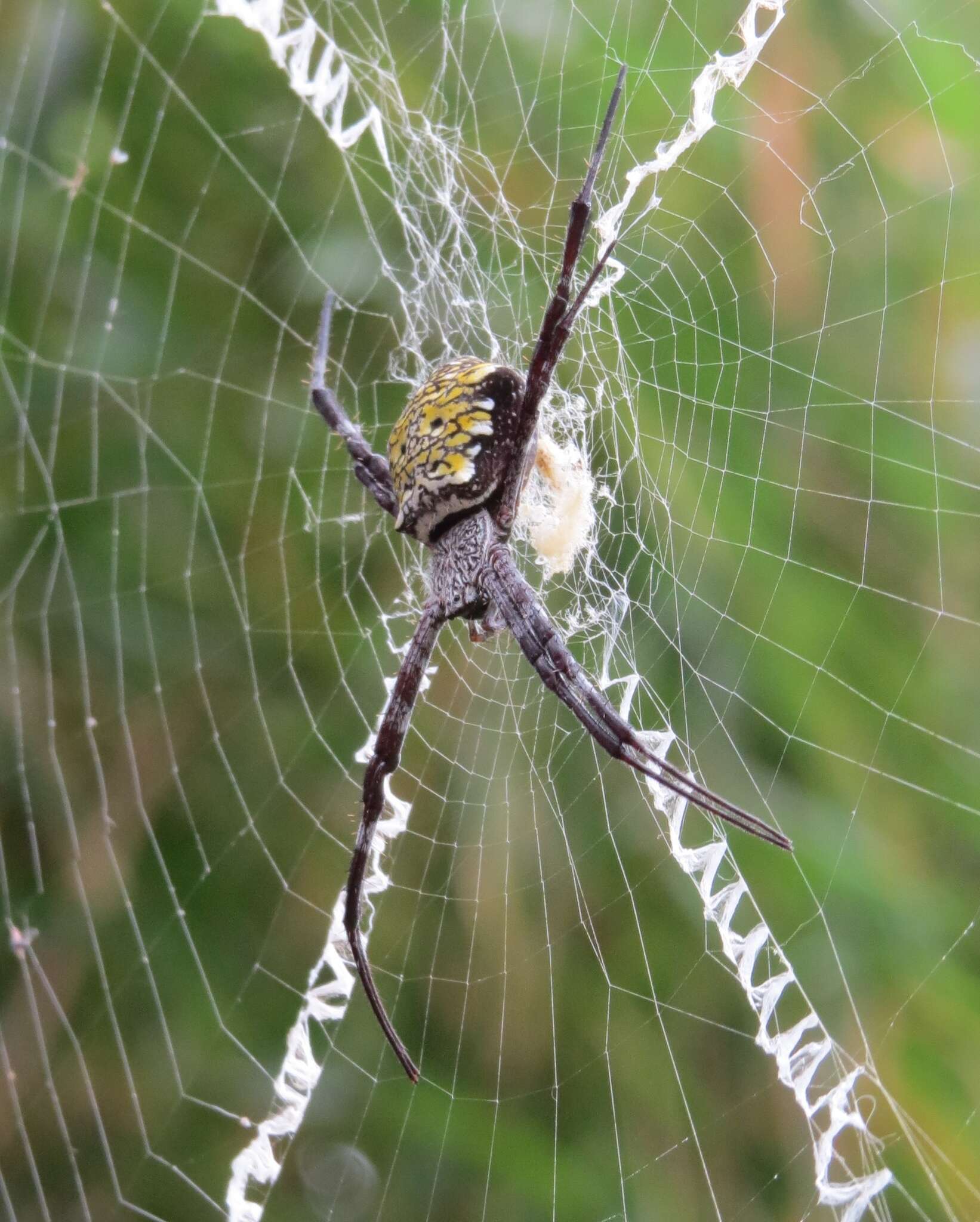 Image of Garden spider