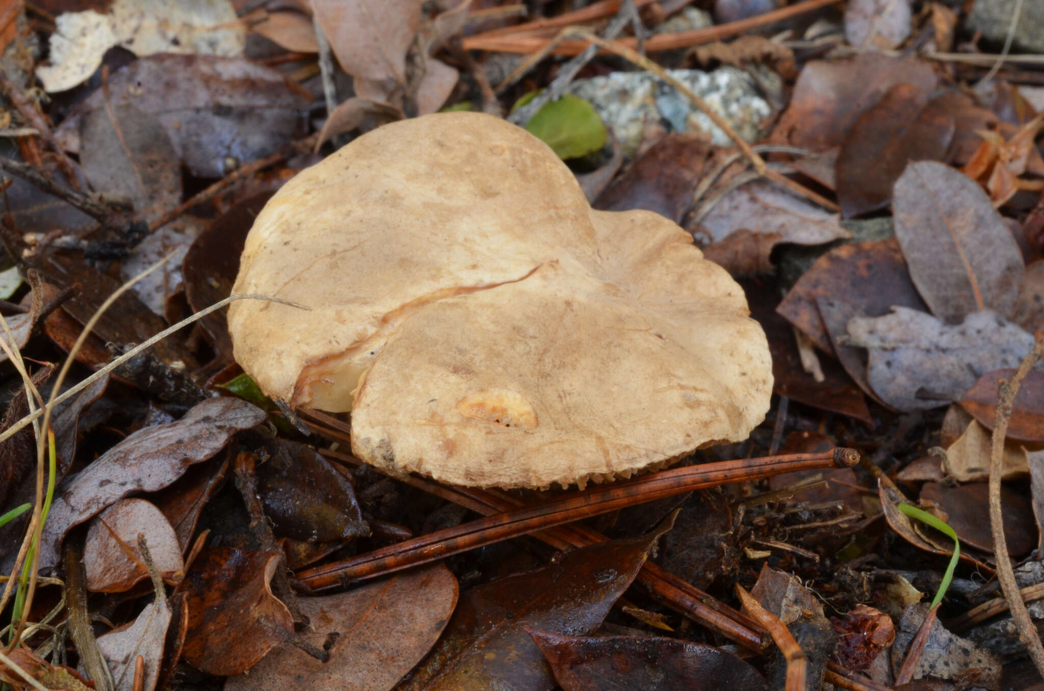 Sivun Lactarius pallidiolivaceus Hesler & A. H. Sm. 1979 kuva