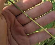 Image of hybrid beardgrass