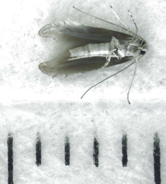 Phyllonorycter messaniella (Zeller 1846)的圖片