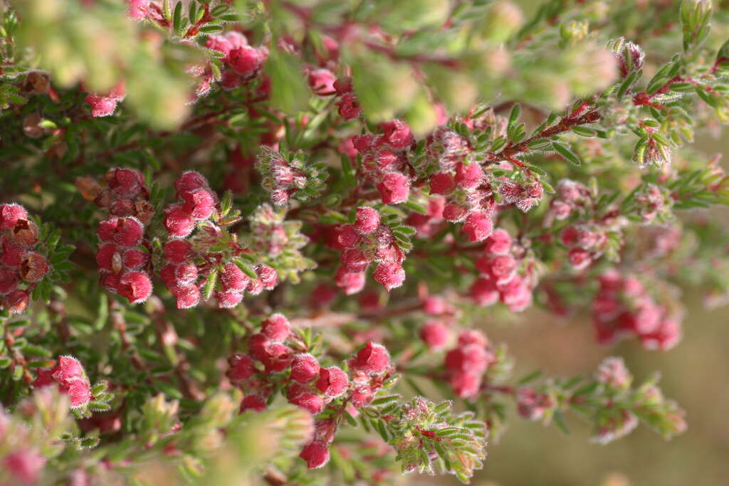 Image of bloodbell heath