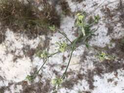 Image of Scrub buckwheat