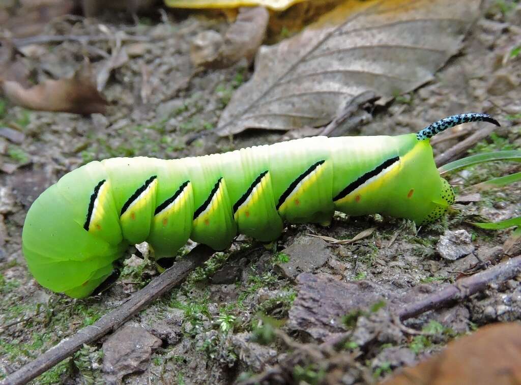 Image of Laurel sphinx