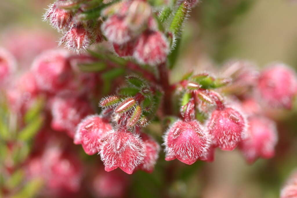 Image of bloodbell heath