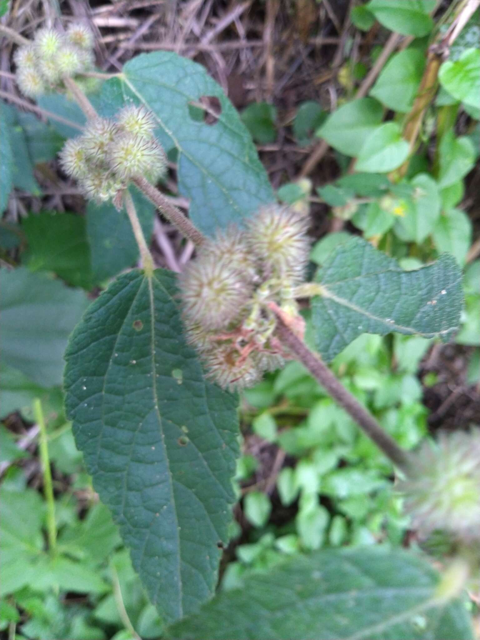 Image of tomentose burbark