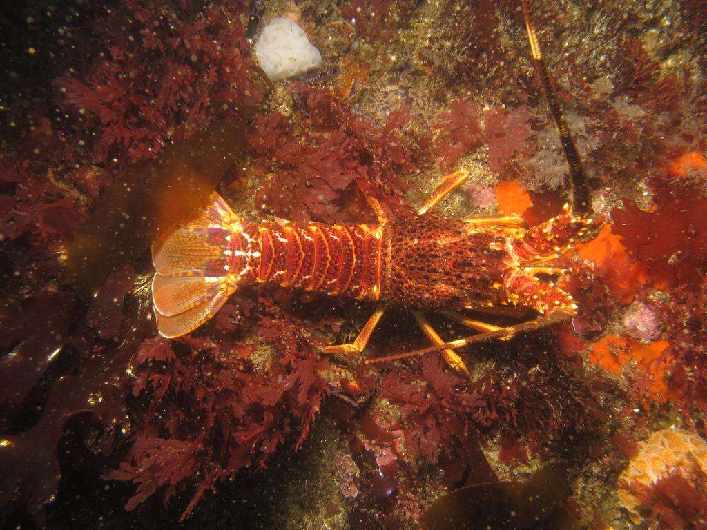 Image of Cape Rock Lobster