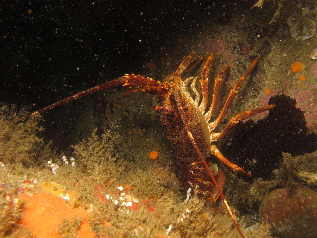 Image of Cape Rock Lobster