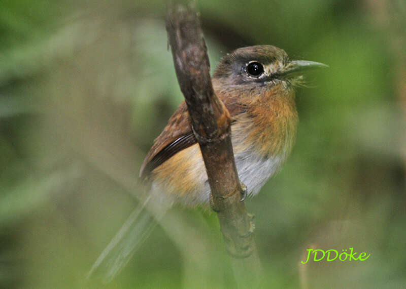 Imagem de Nonnula rubecula (Spix 1824)