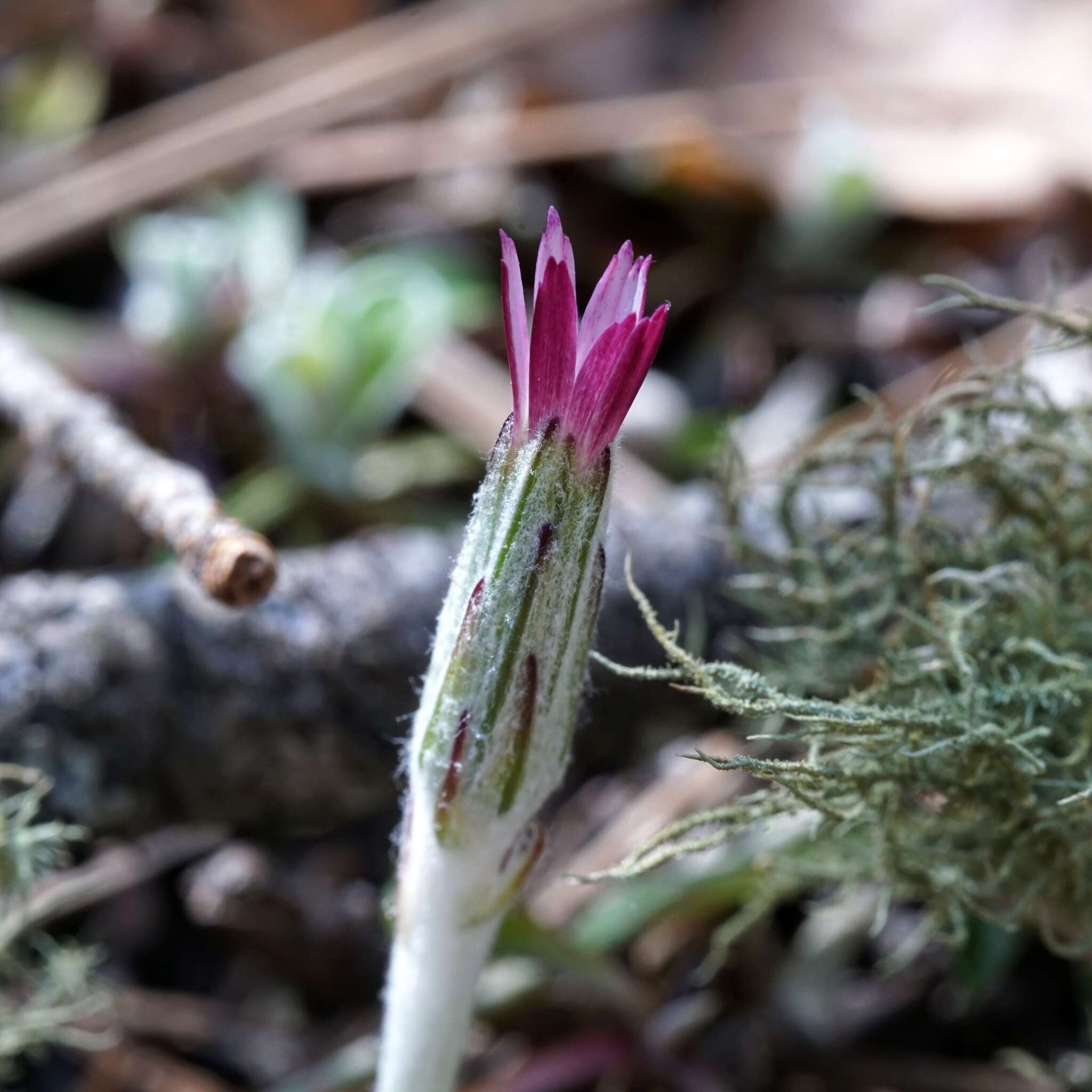 Image de Leibnitzia lyrata (Sch. Bip.) G. L. Nesom