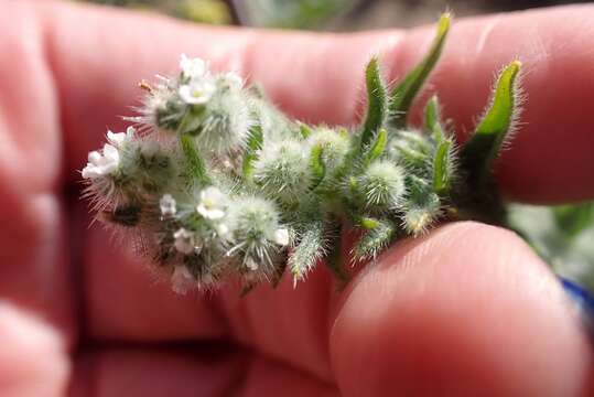 Image of pointed cryptantha