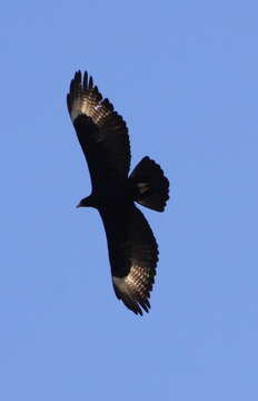 Image of Black Eagle