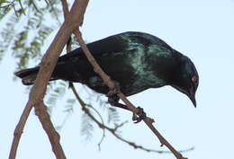 Image of Cape Glossy Starling