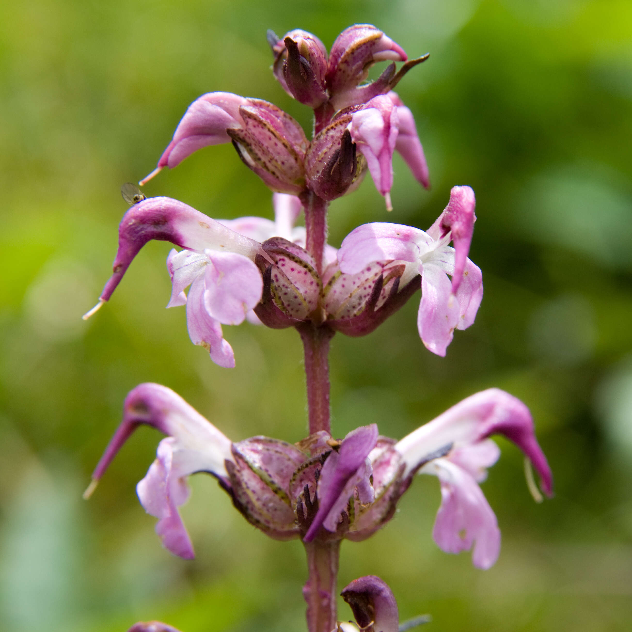 Image of Lousewort