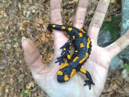 Image of Common Fire Salamander