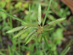 Imagem de Cyperus compressus L.