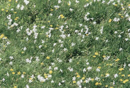 Image of Pheasant's-eye narcissus