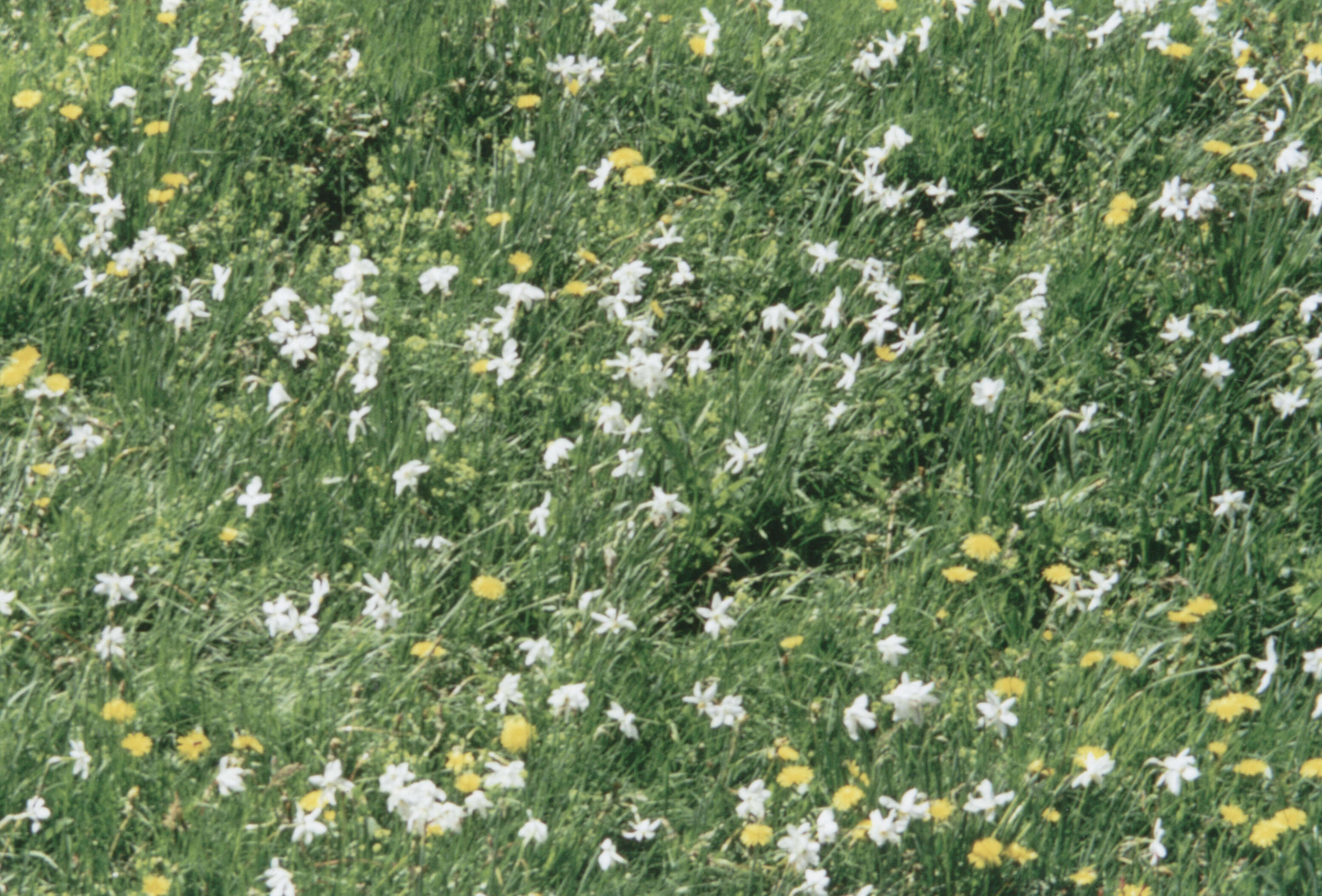 Image of Pheasant's-eye narcissus