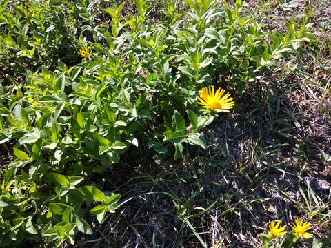 Plancia ëd Pentanema asperum (Poir.)