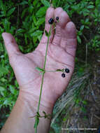 Image of Galium aschenbornii S. Schauer