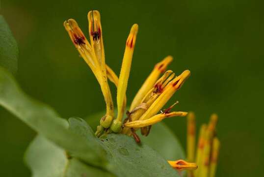 Image of Agelanthus pungu (De Wild.) R. M. Polhill & D. Wiens