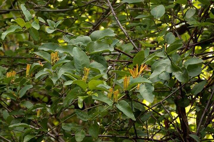 Imagem de Agelanthus pungu (De Wild.) R. M. Polhill & D. Wiens