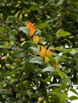 Image of Agelanthus pungu (De Wild.) R. M. Polhill & D. Wiens