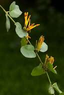 Image de Agelanthus pungu (De Wild.) R. M. Polhill & D. Wiens