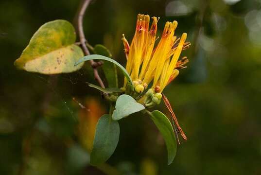 Image of Agelanthus pungu (De Wild.) R. M. Polhill & D. Wiens