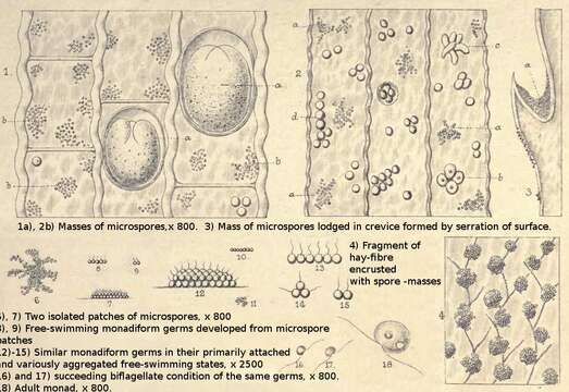 Image of ciliates