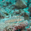 Image of Y-Barred Sandperch