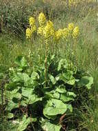 Image of Ligularia sibirica (L.) Cass.