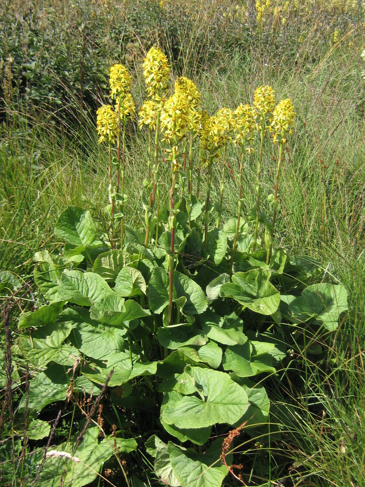 Image of Ligularia sibirica (L.) Cass.