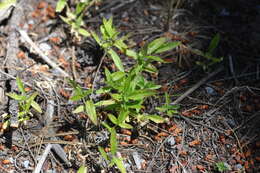 Слика од Moehringia macrophylla (Hook.) Fenzl