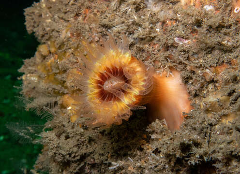 Image of brown stony coral