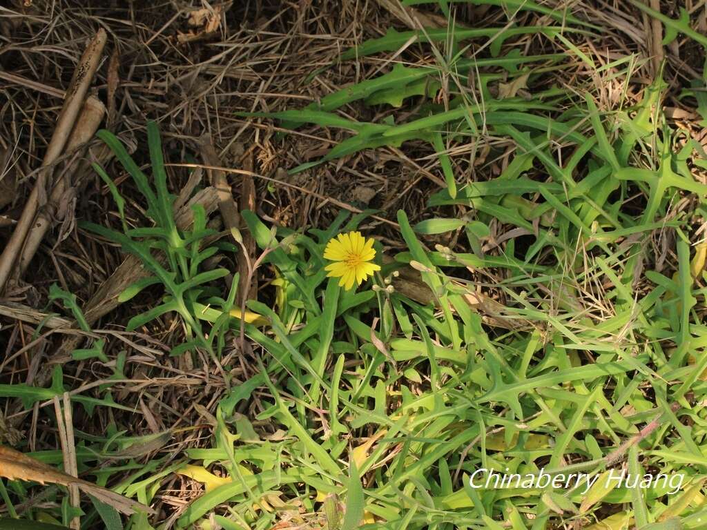 Sivun Ixeris japonica (Burm. fil.) Nakai kuva