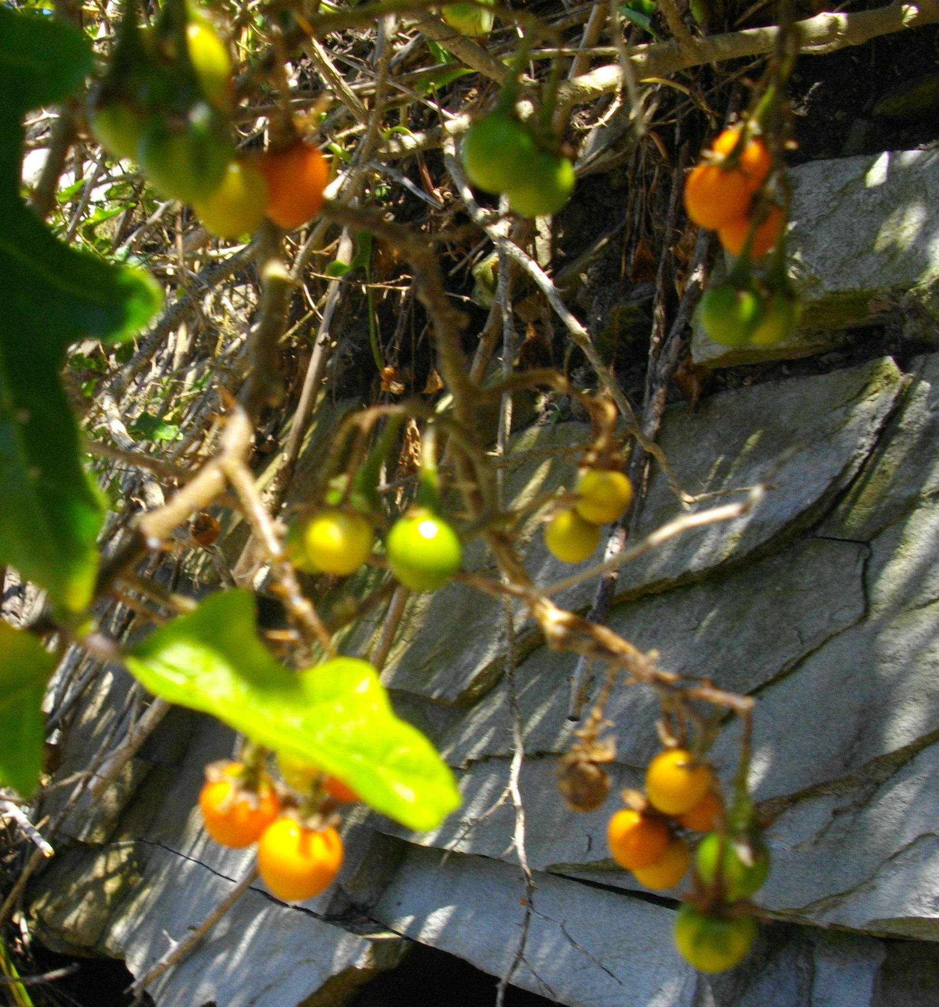 Image of Solanum rubetorum Dun.