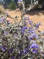 Image of Dampiera lanceolata var. lanceolata