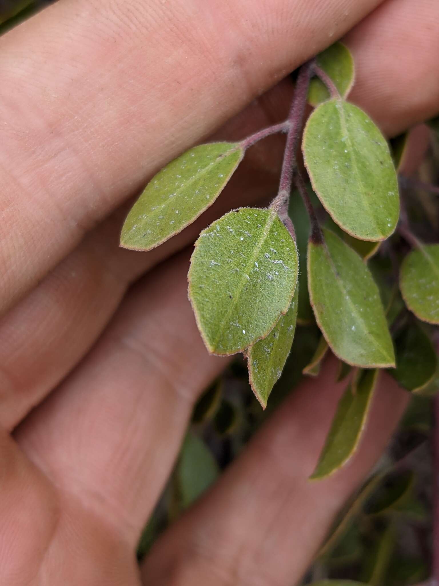 Image of Hooker's manzanita