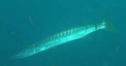 Image of Jello barracuda