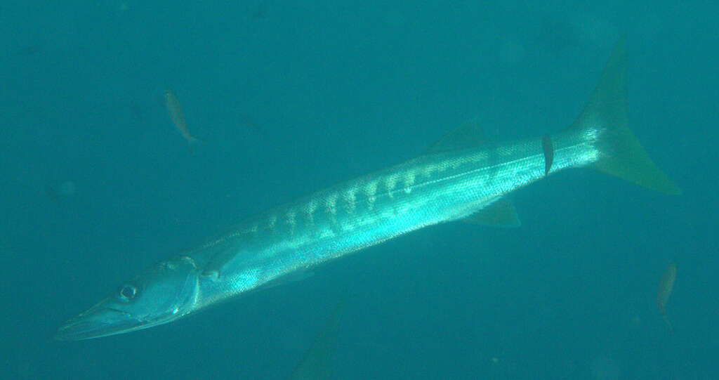 Image of Jello barracuda