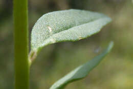 Image of blue pygmyflower