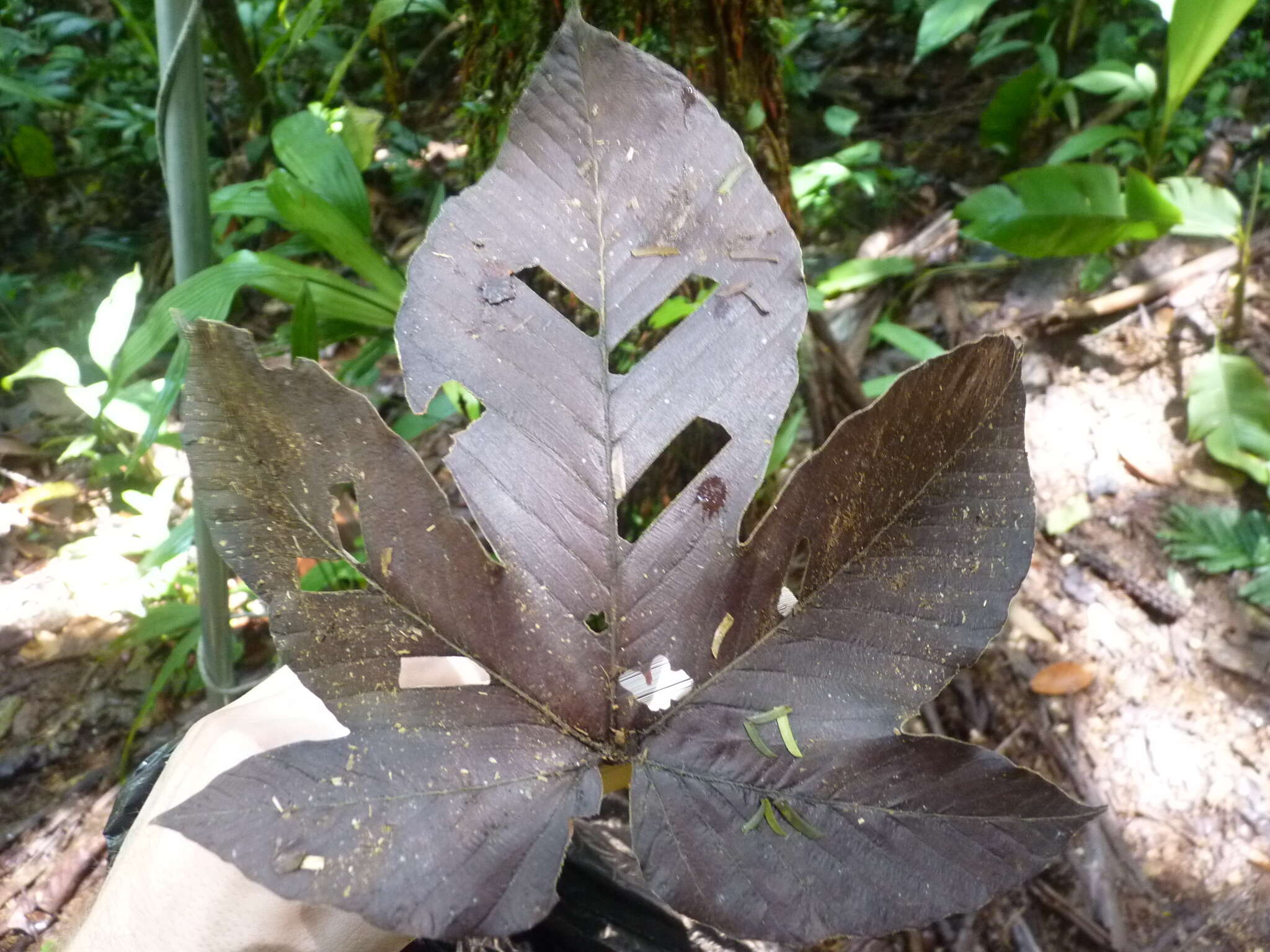 Image of Pourouma bicolor C. Mart.