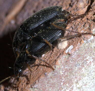 Image of Amphasia (Pseudamphasia) sericea (T. W. Harris 1828)