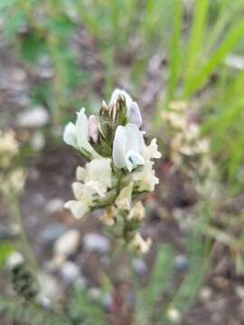 Image of field locoweed