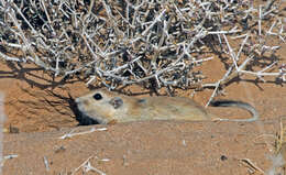 Image of Fat Sand Rat