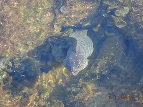 Image of False spotted moray