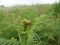 صورة Anomoea flavokansiensis Moldenke 1970