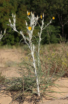 Image of Tragopogon tanaiticus Artemczuk